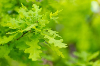 Bahar yapraklı dallar ortak meşe ağacı (Quercus robur), seçici odaklanma. Yeşil bahar yapraklı bitki örtüsü. Ortak meşe ağacının taze yeşil yapraklarına yaklaş (Quercus robur).