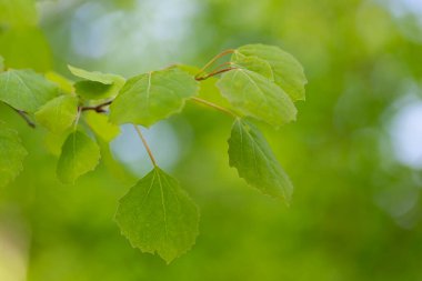 Bahar yapraklı dallar genel kavak ağacı (Populus tremula), seçici odaklanma. Yeşil bahar yapraklı çiçek arkaplanı. (Populus tremula)).