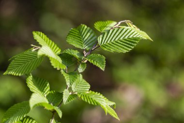 Bahar yapraklı dallar genel boynuz ışını (Carpinus betulus), seçici odaklanma. Yeşil bahar yapraklı bitki örtüsü. (Carpinus betulus) Genel boynuz demetinin taze yeşil yaprakları üzerine yaklaş).
