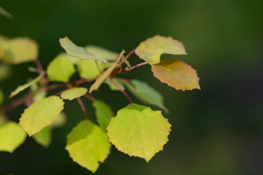 Bahar yapraklı dallar genel kavak ağacı (Populus tremula), seçici odaklanma. Yeşil bahar yapraklı çiçek arkaplanı. (Populus tremula)).