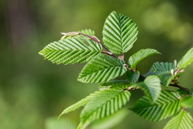 Bahar yapraklı dallar genel boynuz ışını (Carpinus betulus), seçici odaklanma. Yeşil bahar yapraklı bitki örtüsü. (Carpinus betulus) Genel boynuz demetinin taze yeşil yaprakları üzerine yaklaş).
