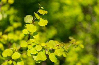 Bahar yapraklı dallar genel kavak ağacı (Populus tremula), seçici odaklanma. Yeşil bahar yapraklı çiçek arkaplanı. (Populus tremula)).
