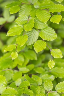 Bahar mevsiminde dallar Avrupa kayını (Fagus sylvatica) seçici bir odak noktası olarak bırakır. Yeşil bahar yapraklı bitki örtüsü. Avrupa kayın ağacının taze yeşil yapraklarına yakın dur..