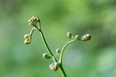 Kıvrımlı eğreltiotu yaprağı, kartal eğreltiotu, Pteridium aquilinum, doğal yeşil arka plana doğru açılıyor, yakın plan. Genç brakken (Pteridium aquilinum). Genç ve yenilebilir eğreltiotu yaprakları.