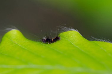 Buhar Güvesi (Orgyia antiqua) tırtıl. Rusty Tussock güvesi, Orgyia antika larvası yaprak üzerinde. 