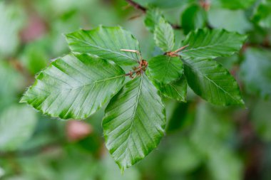 Bahar mevsiminde dallar Avrupa kayını (Fagus sylvatica) seçici bir odak noktası olarak bırakır. Yeşil bahar yapraklı bitki örtüsü. Avrupa kayın ağacının taze yeşil yapraklarına yakın dur..