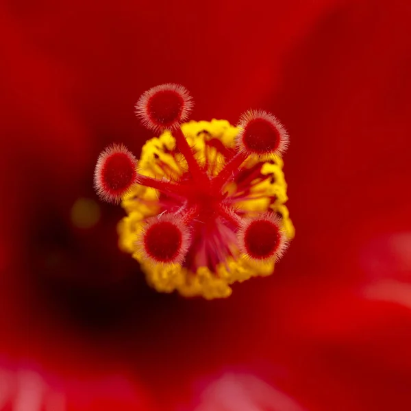 Gros Plan Hibiscus Rosa Sinensis Connu Familièrement Sous Nom Hibiscus — Photo