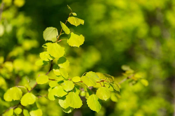 Bahar yapraklı dallar genel kavak ağacı (Populus tremula), seçici odaklanma. Yeşil bahar yapraklı çiçek arkaplanı. (Populus tremula)).