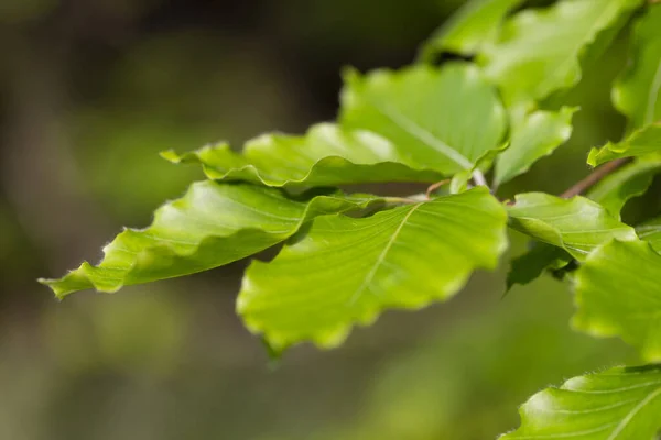 Branches with spring leaves European beech (Fagus sylvatica), selective focus. Plant background with green spring leaves. Close up on a fresh green leaves of European beech also called common beech.