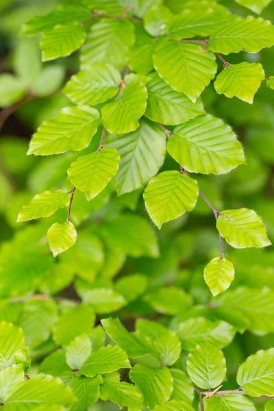 Bahar mevsiminde dallar Avrupa kayını (Fagus sylvatica) seçici bir odak noktası olarak bırakır. Yeşil bahar yapraklı bitki örtüsü. Avrupa kayın ağacının taze yeşil yapraklarına yakın dur..