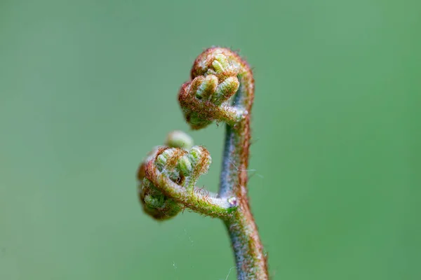 Helecho Rizado Helecho Águila Pteridium Aquilinum Desplegándose Sobre Fondo Verde — Foto de Stock