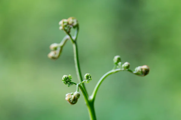 Fonott Páfránylevél Sas Páfrány Pteridium Aquilinum Természetes Zöld Háttér Közelkép — Stock Fotó