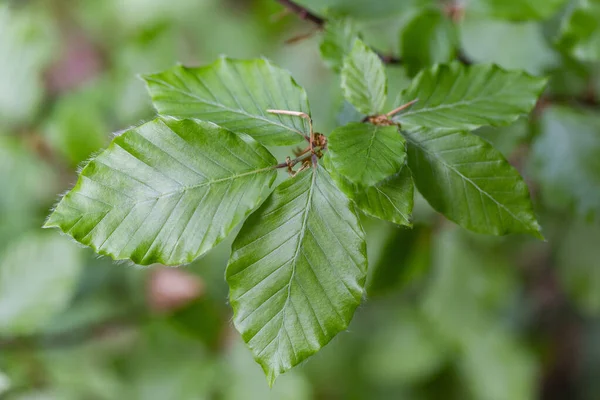Bahar mevsiminde dallar Avrupa kayını (Fagus sylvatica) seçici bir odak noktası olarak bırakır. Yeşil bahar yapraklı bitki örtüsü. Avrupa kayın ağacının taze yeşil yapraklarına yakın dur..