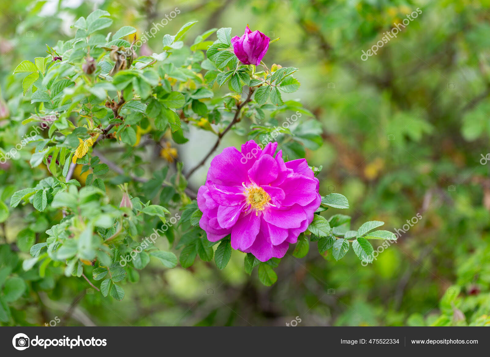 Blooming Rugosa Rose Rosa Rugosa Beautiful Evening Light Beautiful