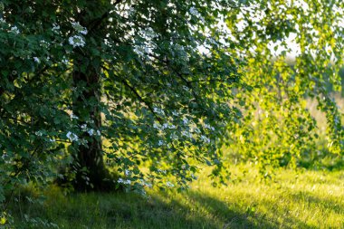 Çiçek açan Guelder (Viburnum opulus) güzel bir akşam ışığında. Yeşil arka planda çiçek açan güzel beyaz Viburnum çalıları. Seçici odaklanma, yakın plan. Yeşil tasarım için doğa konsepti.