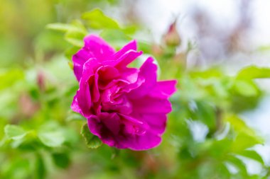 Güzel bir akşam ışığında çiçek açan Rugosa Rose (Rosa rugosa). Yeşil arka planda çiçek açan Rugosa Gülü 'nün güzel çiçekleri. Seçici odaklanma, yakın plan. Yeşil tasarım için doğa konsepti.