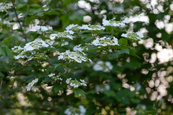 Цветущая Гелдерская Роза Viburnum Opulus Прекрасном Вечернем Свете Белые Цветки — стоковое фото