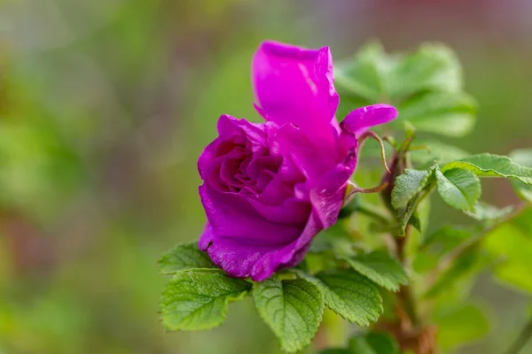 Blommande Rugosa Ros Rosa Rugosa Ett Vackert Kvällsljus Vackra Blommor — Stockfoto