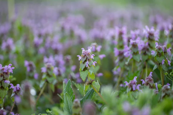 Sihirli çiçekler sabah çiğ tanesinde kırmızı ölü ısırgan otu (Lamium purpureum).