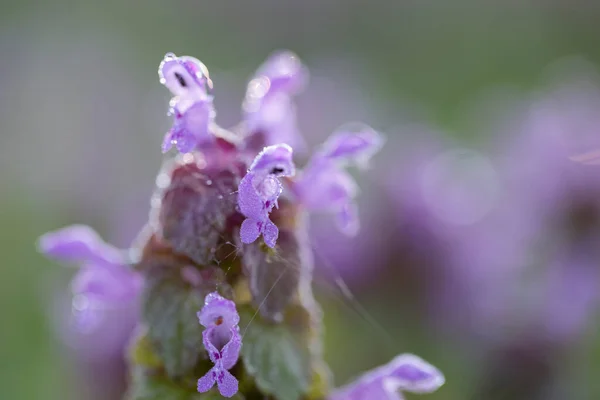 Magic flowers red dead nettle (Lamium purpureum) in the morning dew.