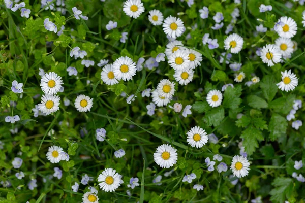 Baharda çayırda yaygın papatya (Bellis perennis). Papatya bahçeye yakın çekim. Bellis perennis