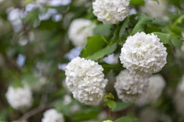 Güzel beyaz Viburnum Opulus Roseum topları. Beyaz Guelder Rose ya da Viburum opulus sterilis, Kartopu Bush, Avrupa kartopu büyük, dekoratif bir yaprak döken çalıdır.