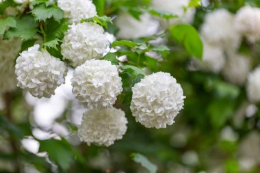 Güzel beyaz Viburnum Opulus Roseum topları. Beyaz Guelder Rose ya da Viburum opulus sterilis, Kartopu Bush, Avrupa kartopu büyük, dekoratif bir yaprak döken çalıdır.