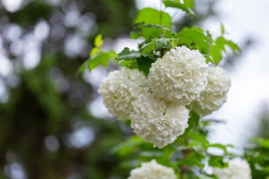 Güzel beyaz Viburnum Opulus Roseum topları. Beyaz Guelder Rose ya da Viburum opulus sterilis, Kartopu Bush, Avrupa kartopu büyük, dekoratif bir yaprak döken çalıdır.
