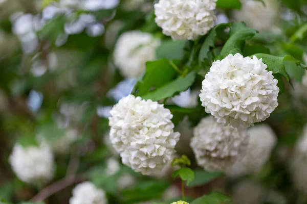 Beautiful White Balls Blooming Viburnum Opulus Roseum White Guelder Rose — Stock Photo, Image