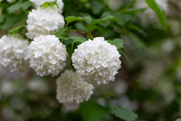 Belas Bolas Brancas Florescer Viburnum Opulus Roseum White Guelder Rose — Fotografia de Stock