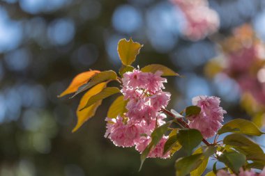 Kiraz çiçekleri tamamen çiçek açmış durumda. Ve parklara renk ve neşe saçar. İlkbaharda, kiraz çiçekleri tamamen açar. Bahar kiraz çiçekleri, pembe çiçekler.