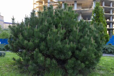 Bir şehir parkındaki kozalaklı süs bitkileri. Bahçıvanlık ve dekoratif ağaç ve bitkilerle bahçe düzenleme. Bahçedeki peyzaj, park, meydan, dinlenme alanındaki modern tasarım parçaları.