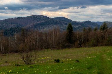 Ufukta güzel bir akşam gökyüzü olan ön planda, büyük bir sarı öküz dudağı çiçeğiyle (Primula elatior) Karpatların bahar manzarası. Karpatların ilkbahar manzarası.