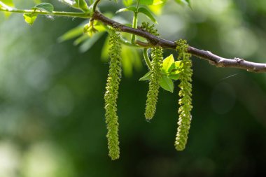 Çiçek açan Butternut ya da beyaz ceviz (Juglans cinerea) zamanında dal. Çiçekler ve yapraklar beyaz ceviz (Juglans cinerea) yakın plan.