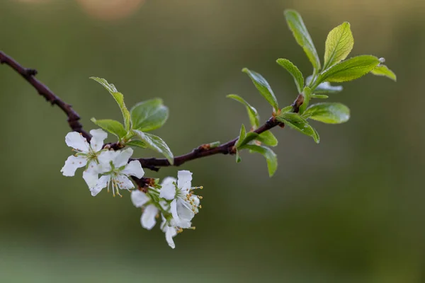 花ヨーロッパの梅 Prunus Domestica のマクロは ボイケの美しい背景を持っています プルナス国内では ヨーロッパの梅はバラ科の開花植物の一種です — ストック写真