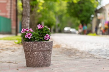Magenta pelargonium grandiflorum (Pelargonium grandiflorum) şehrin ortasında bir çömleğin içinde..