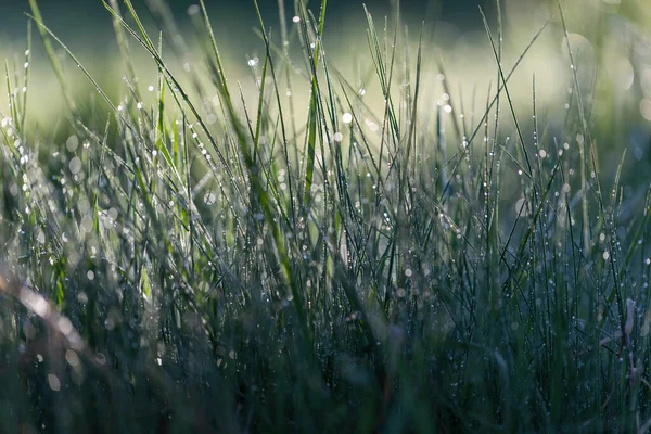 Fresh green grass on dew drops, wet grass. Transparent droplets of dew in grass on summer morning sparkle in sunlight in nature. Fresh morning dew on spring grass, natural background.