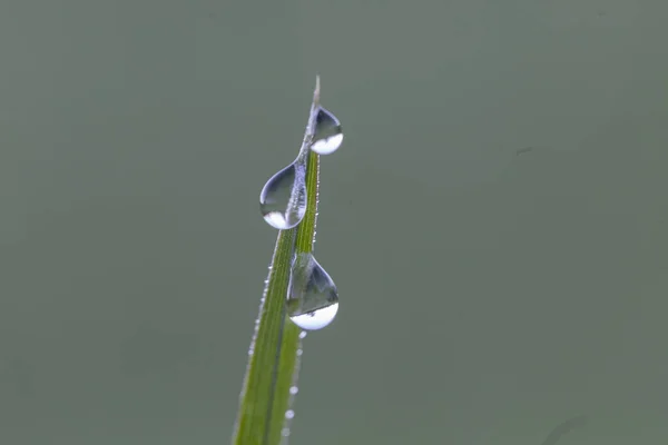 Frisches Grünes Gras Auf Tautropfen Nasses Gras Transparente Tautropfen Gras — Stockfoto