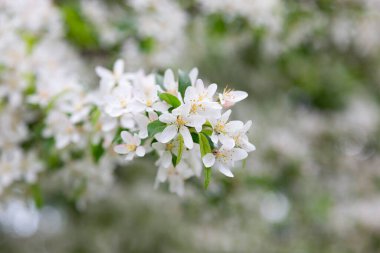 Mass flowering of ornamental apple trees in the park. Siberian crab apple, Manchurian crab apple or Chinese crab apple, Malus Baccata in blossom. White flowers growing on blooming tree in park. 
