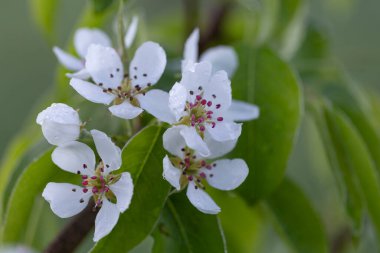 Branches of European pear (Pyrus communis) in bloom on a beautiful bokeh background. European pear (Pyrus communis) flowers close up, with beautiful bokeh background.