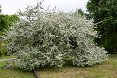Mass flowering of ornamental apple trees in the park. Siberian crab apple, Manchurian crab apple or Chinese crab apple, Malus Baccata in blossom. White flowers growing on blooming tree in park. 