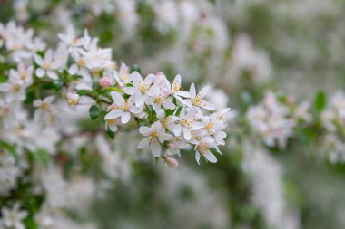 Mass flowering of ornamental apple trees in the park. Siberian crab apple, Manchurian crab apple or Chinese crab apple, Malus Baccata in blossom. White flowers growing on blooming tree in park. 