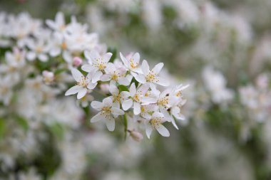 Mass flowering of ornamental apple trees in the park. Siberian crab apple, Manchurian crab apple or Chinese crab apple, Malus Baccata in blossom. White flowers growing on blooming tree in park. 