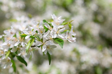 Mass flowering of ornamental apple trees in the park. Siberian crab apple, Manchurian crab apple or Chinese crab apple, Malus Baccata in blossom. White flowers growing on blooming tree in park. 