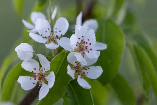 Branches European Pear Pyrus Communis Bloom Beautiful Bokeh Background European — ストック写真