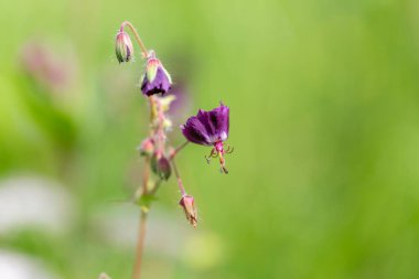 Geranium phaeum, commonly called dusky crane's-bill, mourning widow or black widow, is a herbaceous plant species in the family Geraniaceae. Flowers of dusky crane's-bill (Geranium phaeum) macro.