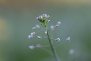 Shepherd 'ın cüzdanı (Capsella bursa-pastoris), hardal familyasından bir bitki türü. Shepherd 'ın çantasının çiçekleri ve meyveleri (Capsella bursa-pastoris).