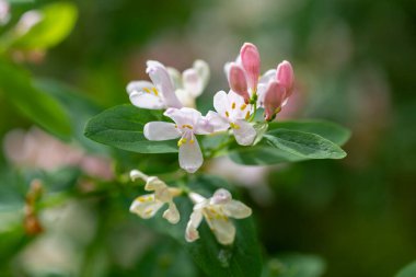 Lonicera tatarica: Hanımeli çalısı baharda bahçede çiçek açar. Tatar hanımeli dalıyla tomurcuklu yakın çekim. Lonicera tatarica çiçekli bitki, seçici odak.