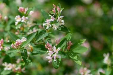 Lonicera tatarica: Hanımeli çalısı baharda bahçede çiçek açar. Tatar hanımeli dalıyla tomurcuklu yakın çekim. Lonicera tatarica çiçekli bitki, seçici odak.