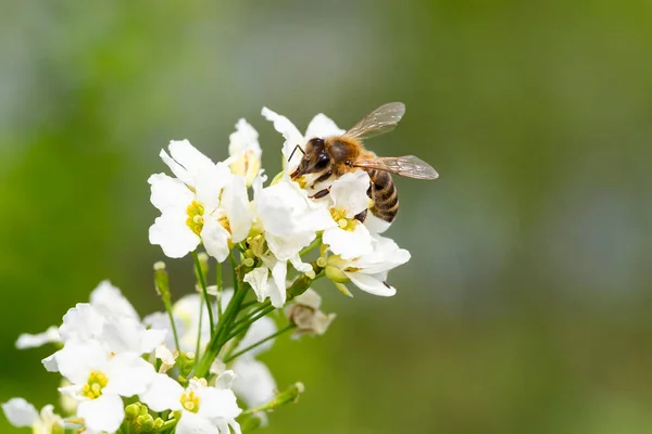 The bee (Apis mellifera) works on the flower Horseradish (Armoracia rusticana). Horseradish (Armoracia rusticana, syn. Cochlearia armoracia) is a perennial plant of the Brassicaceae family.